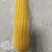 糯玉米