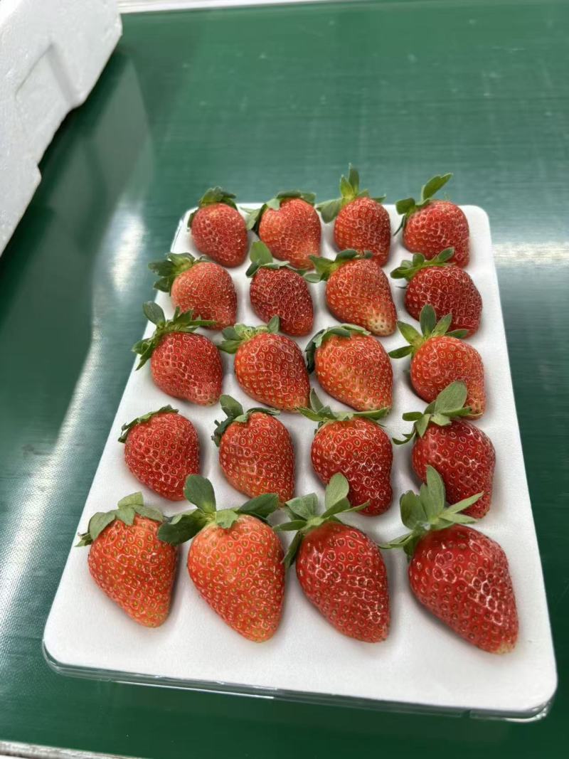冬草莓