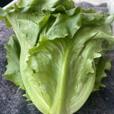罗马生菜