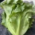 罗马生菜
