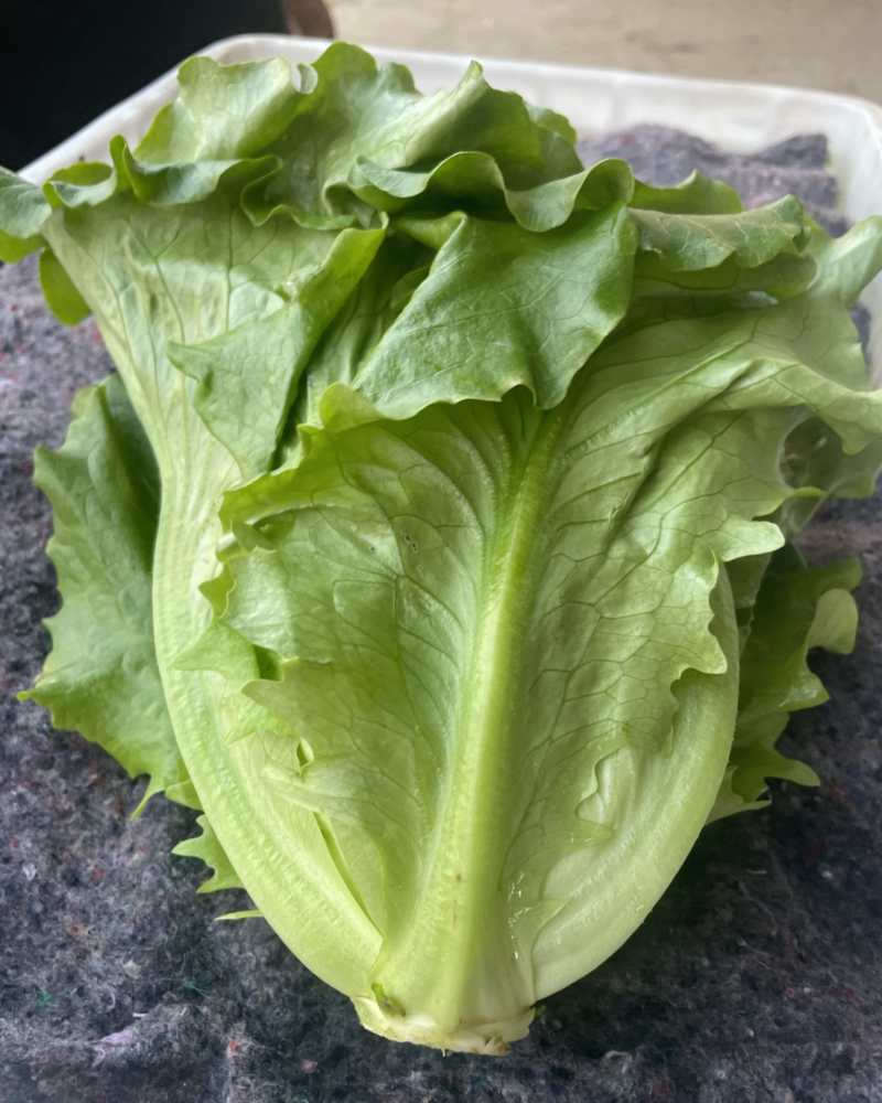 罗马生菜