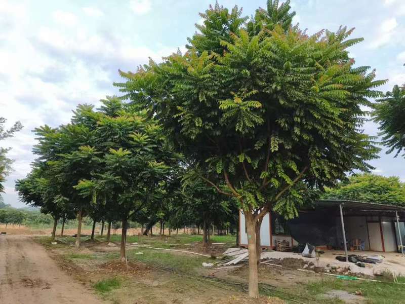 麻楝12-25分，各种规格，大量低价出售