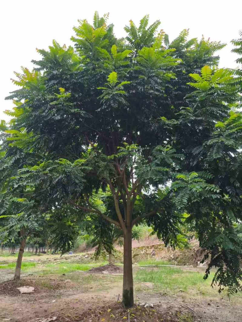 麻楝12-25分，各种规格，大量低价出售
