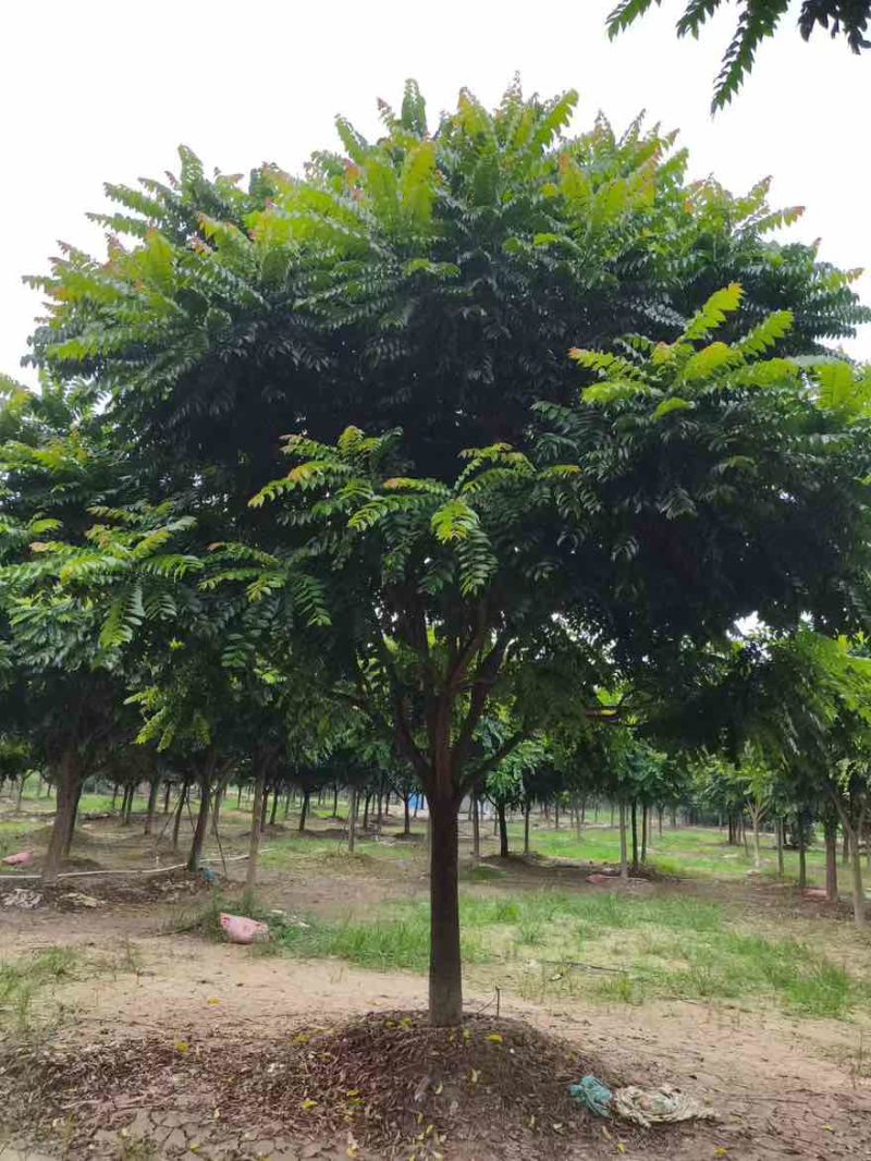 麻楝12-25分，各种规格，大量低价出售