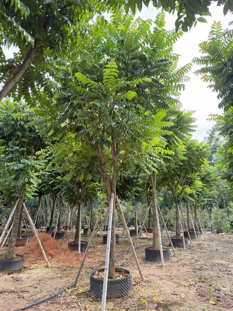麻楝12-25分，各种规格，大量低价出售