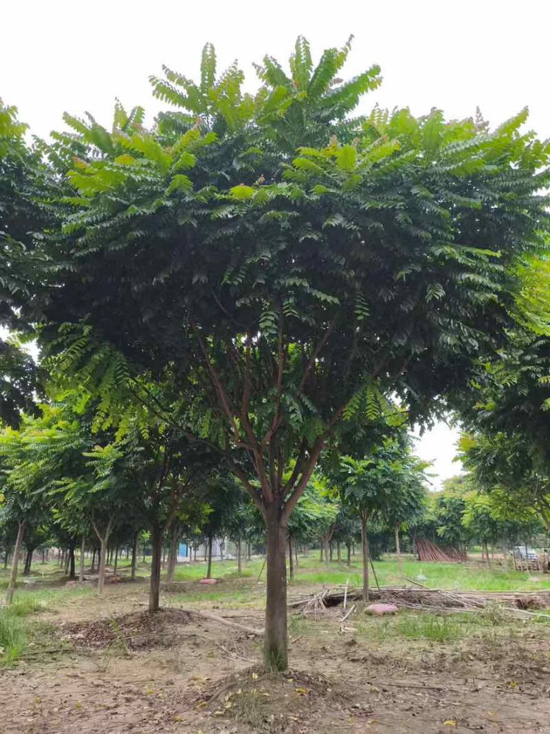 麻楝12-25分，各种规格，大量低价出售