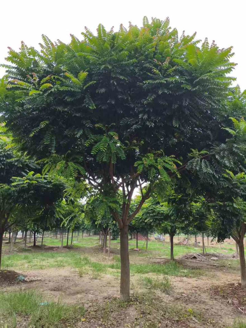 麻楝12-25分，各种规格，大量低价出售