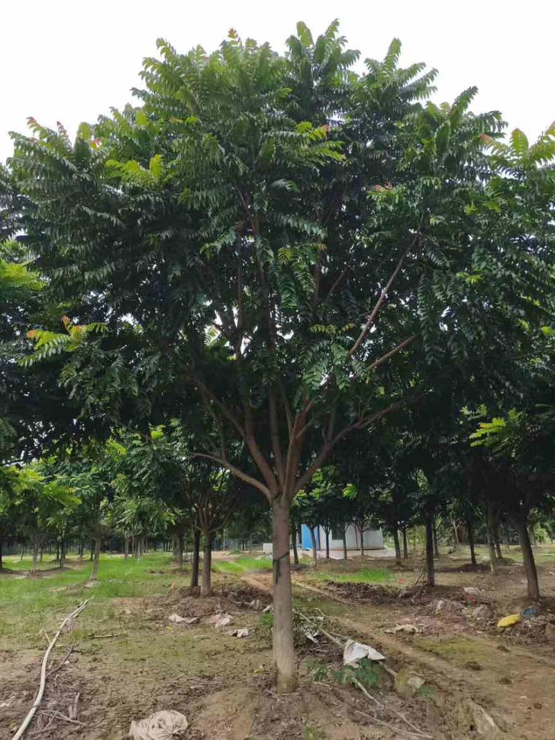 麻楝12-25分，各种规格，大量低价出售