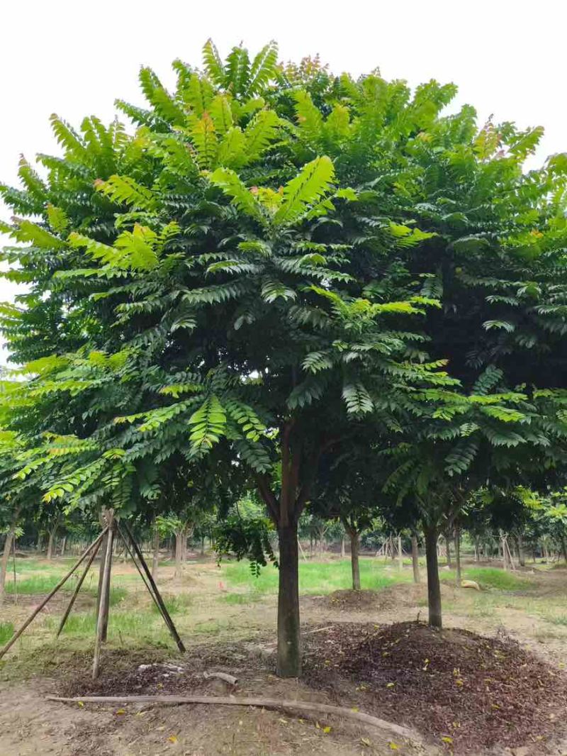 麻楝12-25分，各种规格，大量低价出售
