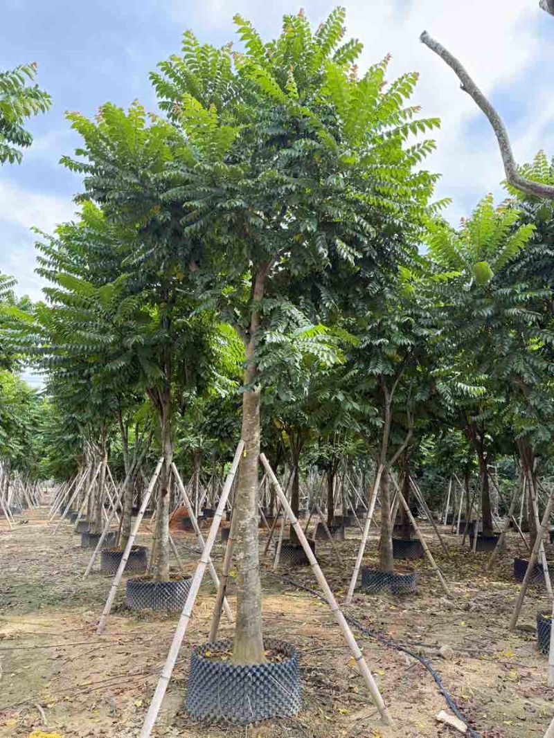 麻楝12-25分，各种规格，大量低价出售