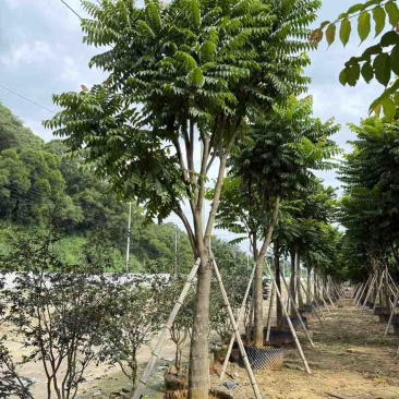麻楝12-25分，各种规格，大量低价出售
