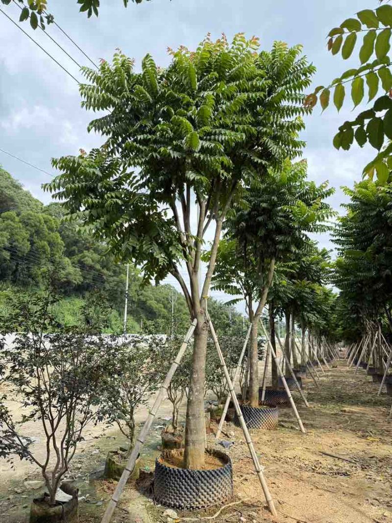 麻楝12-25分，各种规格，大量低价出售