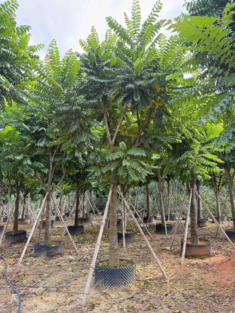 麻楝12-25分，各种规格，大量低价出售