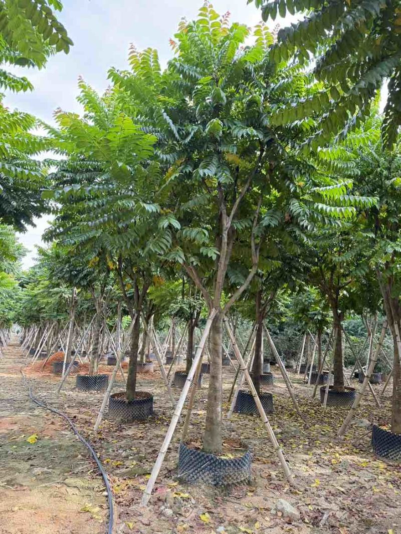 麻楝12-25分，各种规格，大量低价出售