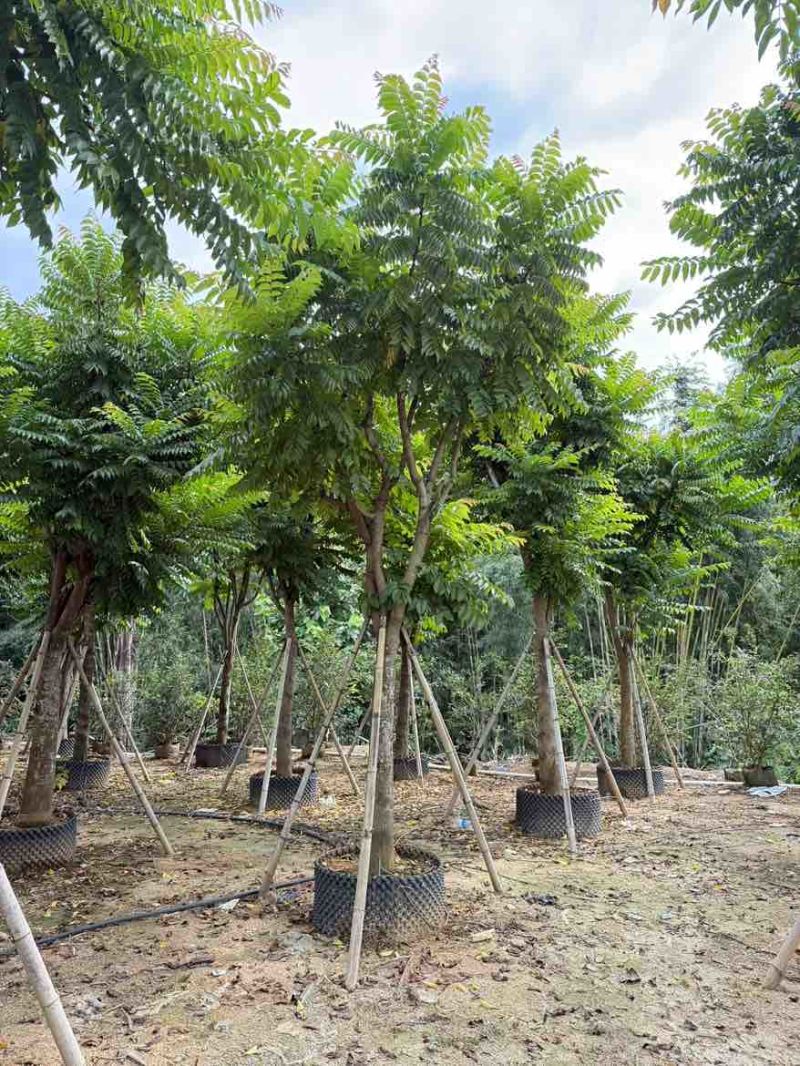 麻楝12-25分，各种规格，大量低价出售