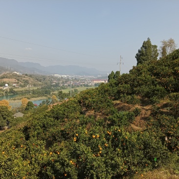 湖南省泸溪县椪柑
