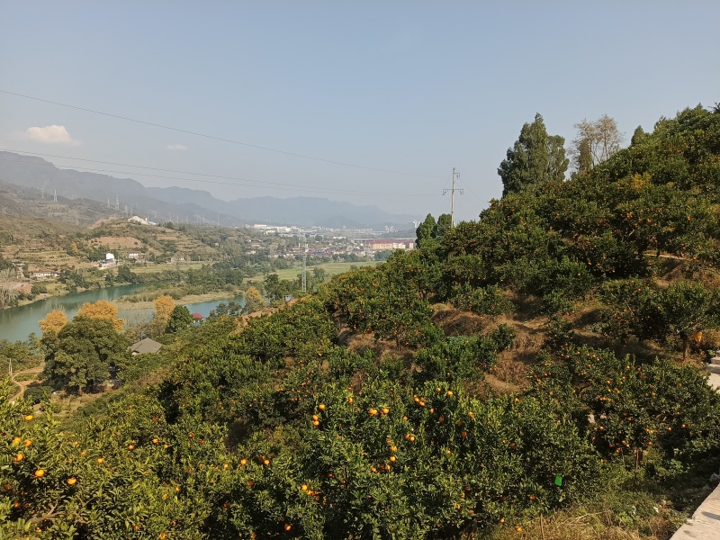 湖南省泸溪县椪柑