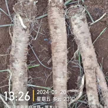 云南臭参