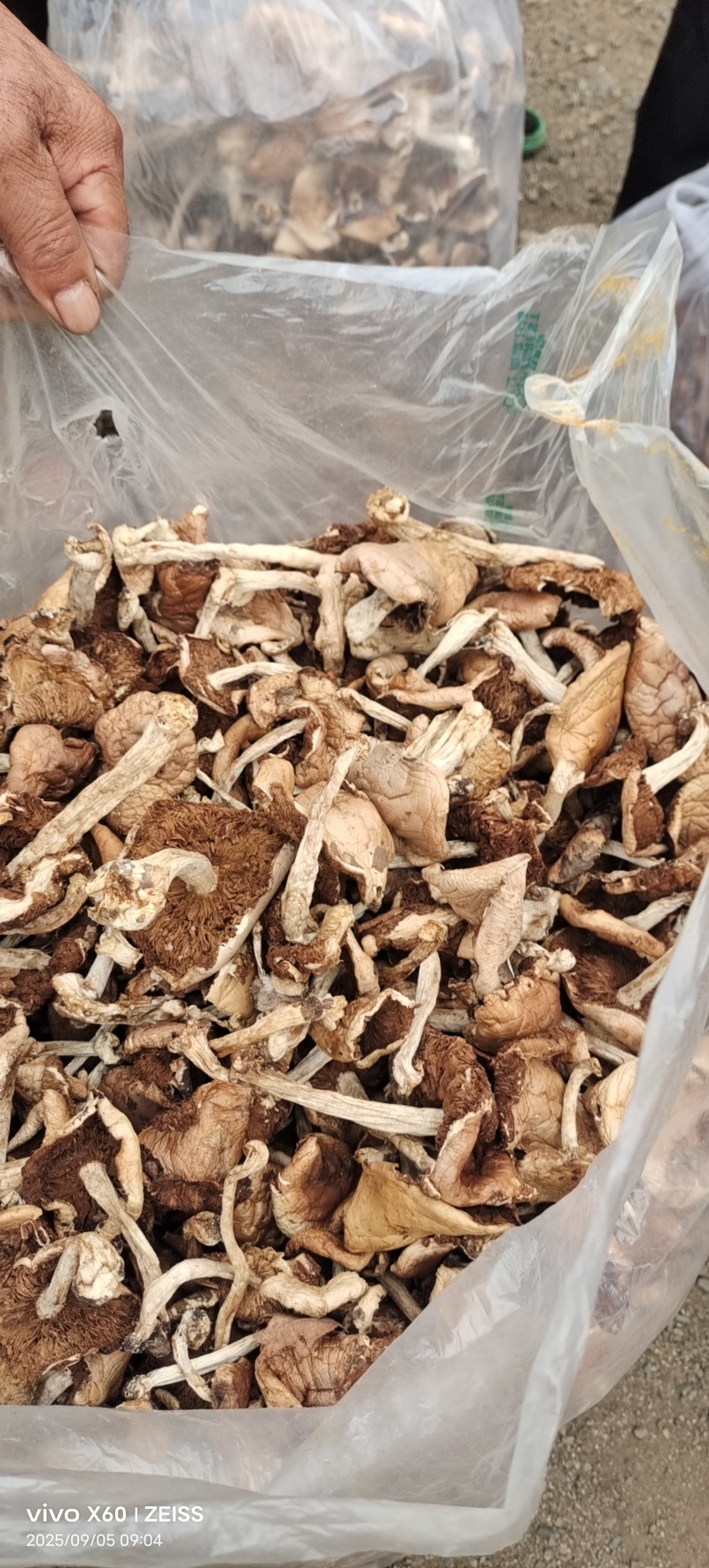 杨柳菌野生菌一手货源，价格实惠批发零售均可，欢迎。