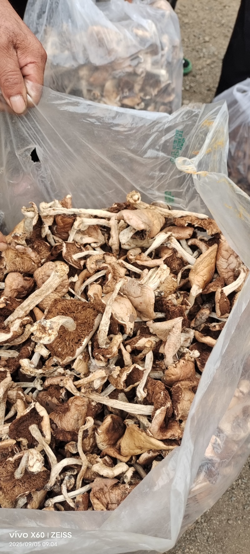 杨柳菌野生菌一手货源，价格实惠批发零售均可，欢迎。