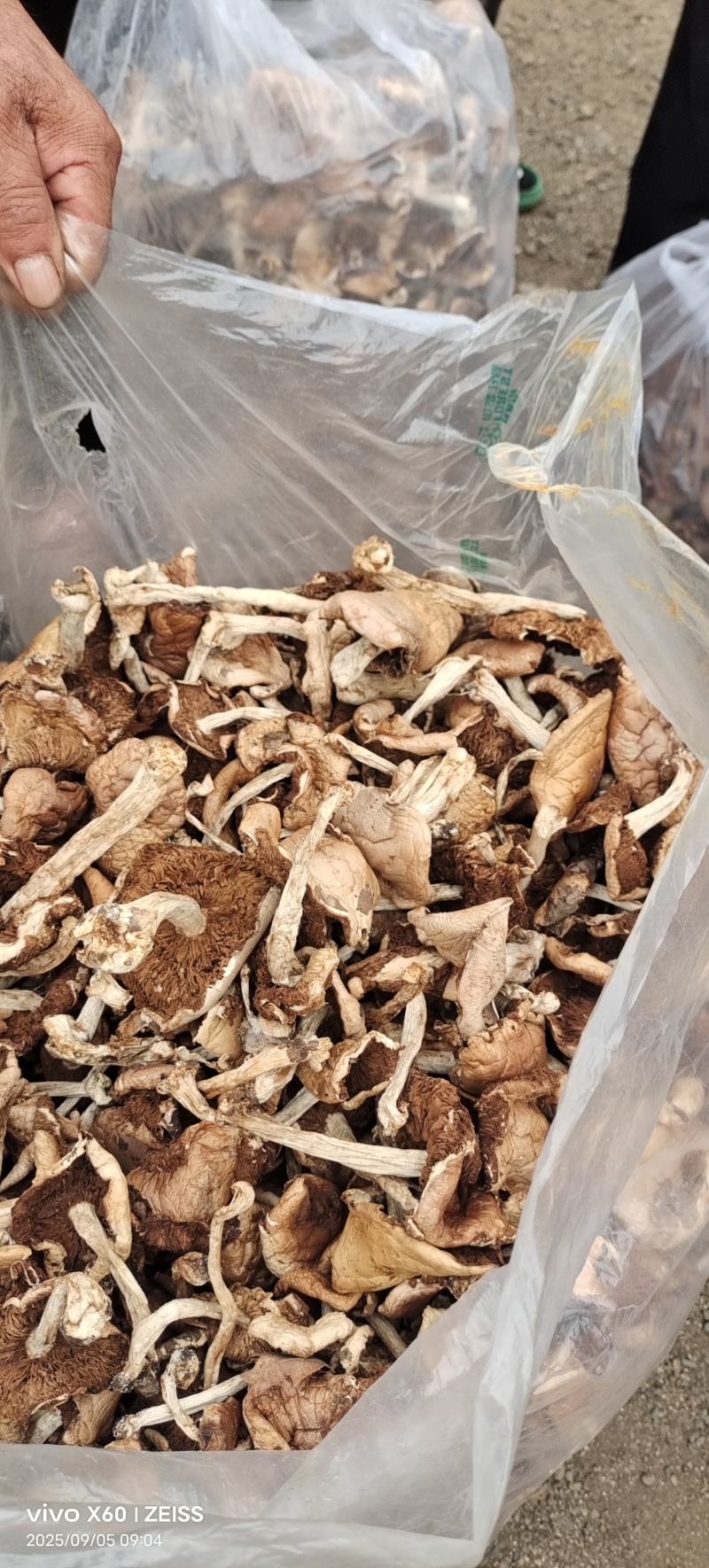 杨柳菌野生菌一手货源，价格实惠批发零售均可，欢迎。