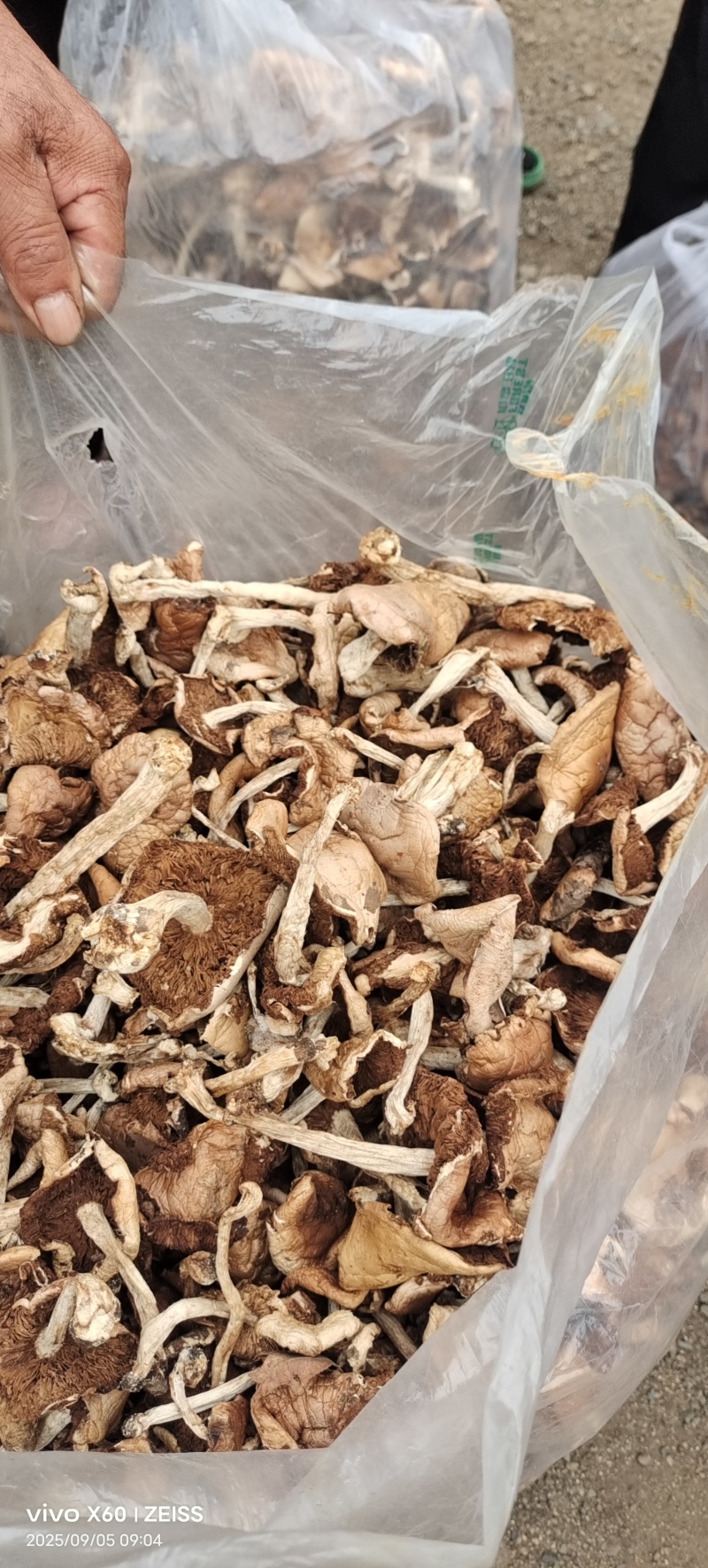 杨柳菌野生菌一手货源，价格实惠批发零售均可，欢迎。