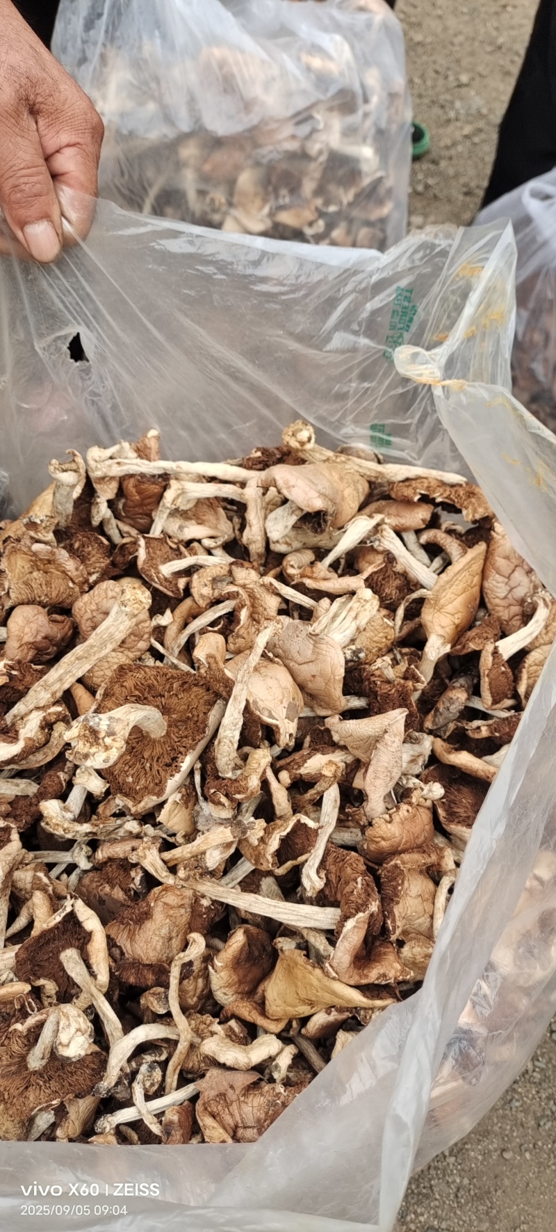 杨柳菌野生菌一手货源，价格实惠批发零售均可，欢迎。