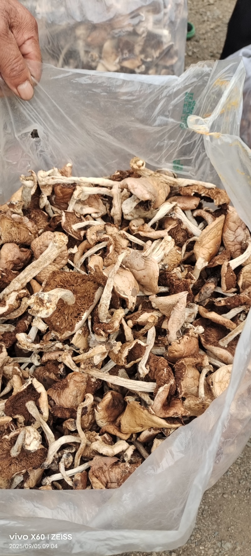杨柳菌野生菌一手货源，价格实惠批发零售均可，欢迎。