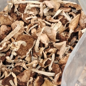 杨柳菌野生菌一手货源，价格实惠批发零售均可，欢迎。