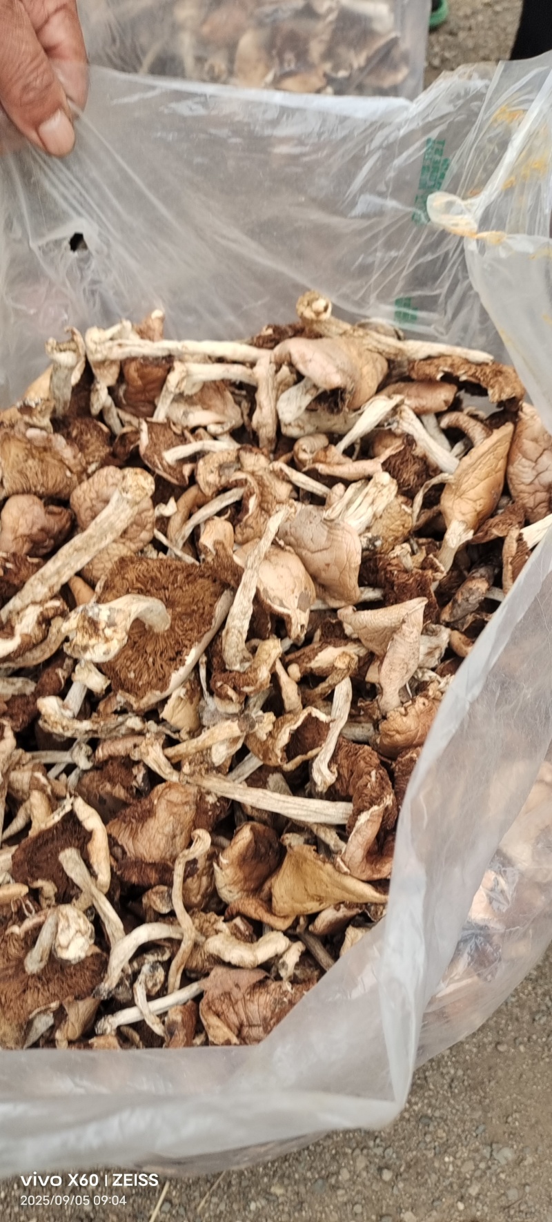 杨柳菌野生菌一手货源，价格实惠批发零售均可，欢迎。