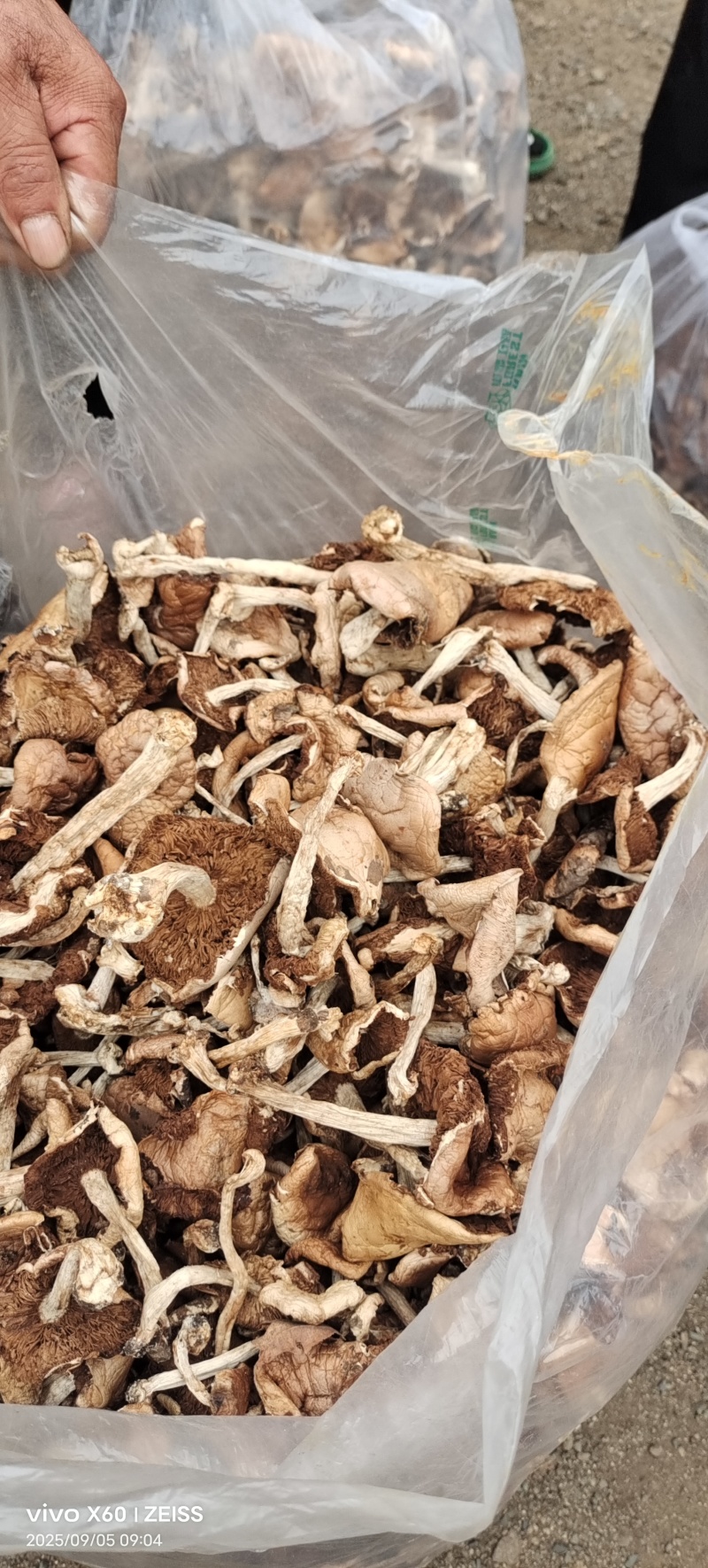 杨柳菌野生菌一手货源，价格实惠批发零售均可，欢迎。