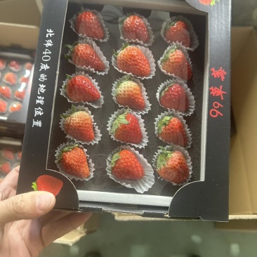 丹东九九草莓，
