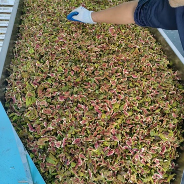 青皮无花果果条果脯