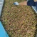 青皮无花果果条果脯