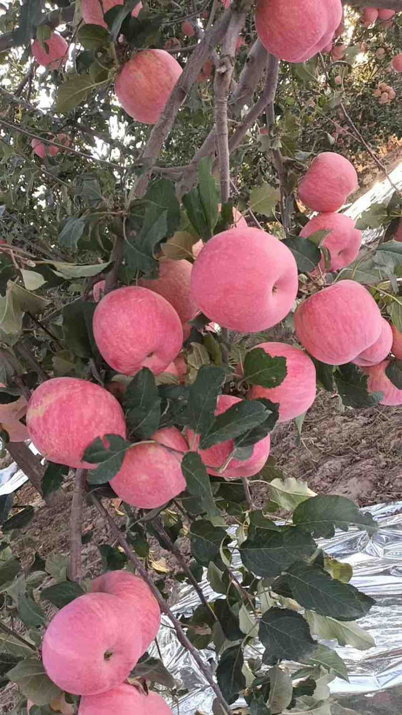 精品套袋红富士