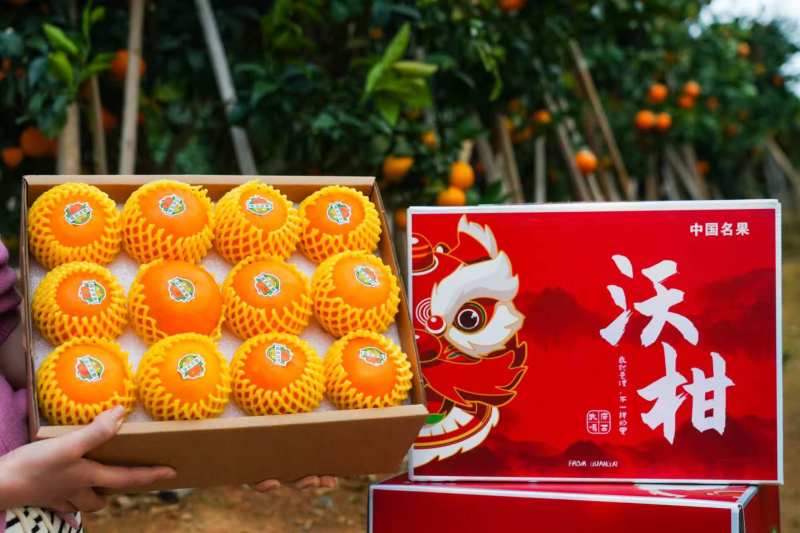 武鸣沃柑