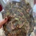 威海青皮无花果果条二十吨现货