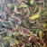 威海青皮无花果果条二十吨现货