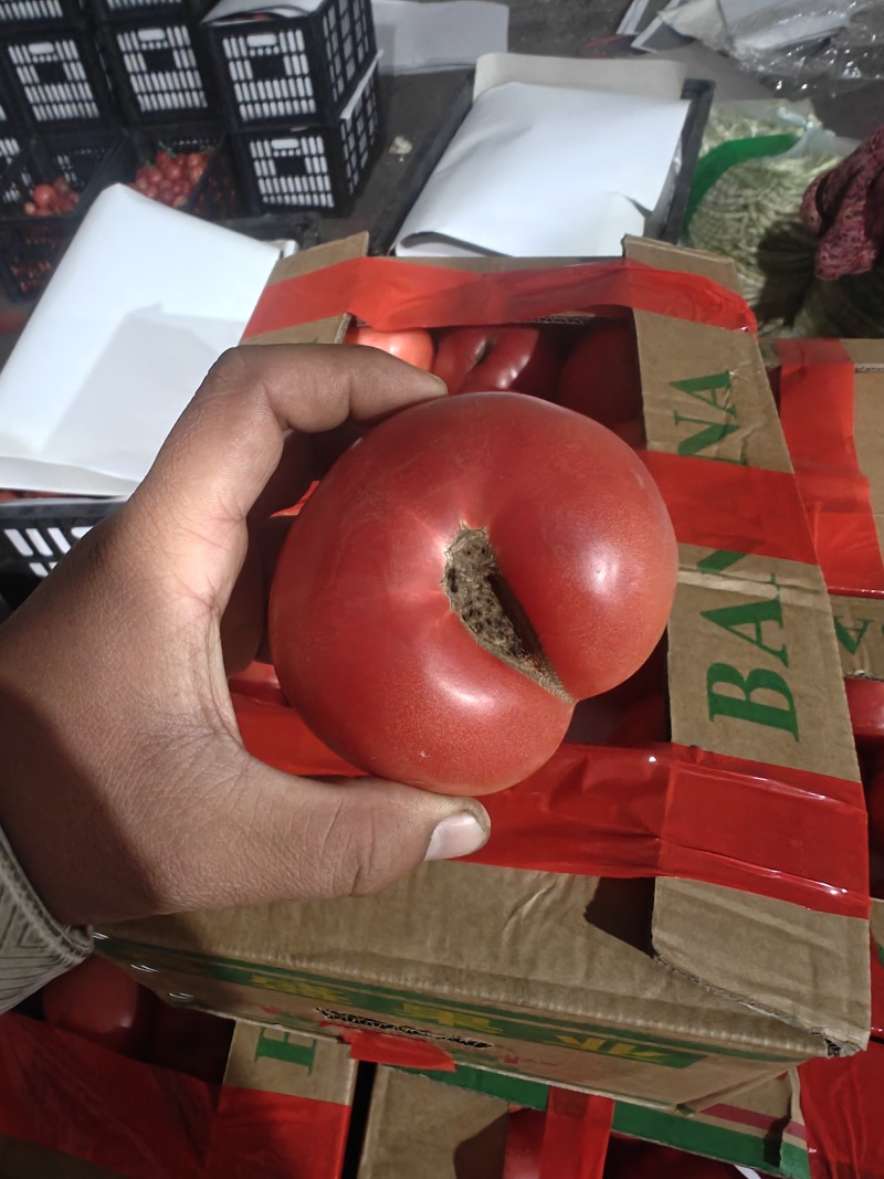 西红柿小果，次果，有货
