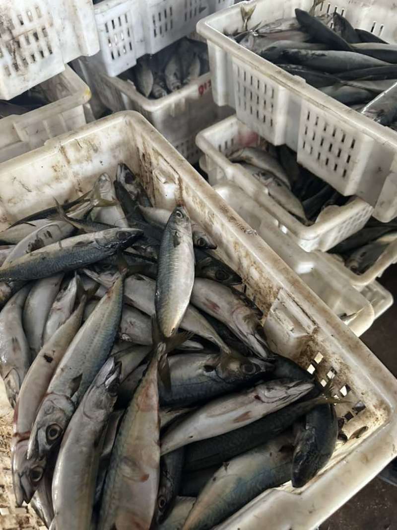 小鲐鲅鱼通货青占鱼品相还可以价格**低，量大还能谈。