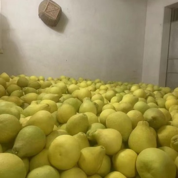 广东梅州石扇金柚