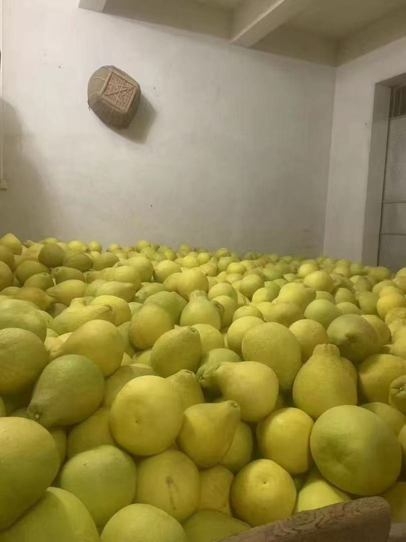 广东梅州石扇金柚