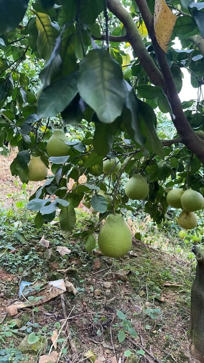 广东梅州石扇金柚