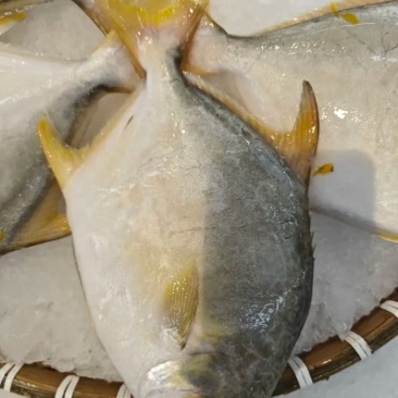 金昌鱼