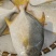 金昌鱼