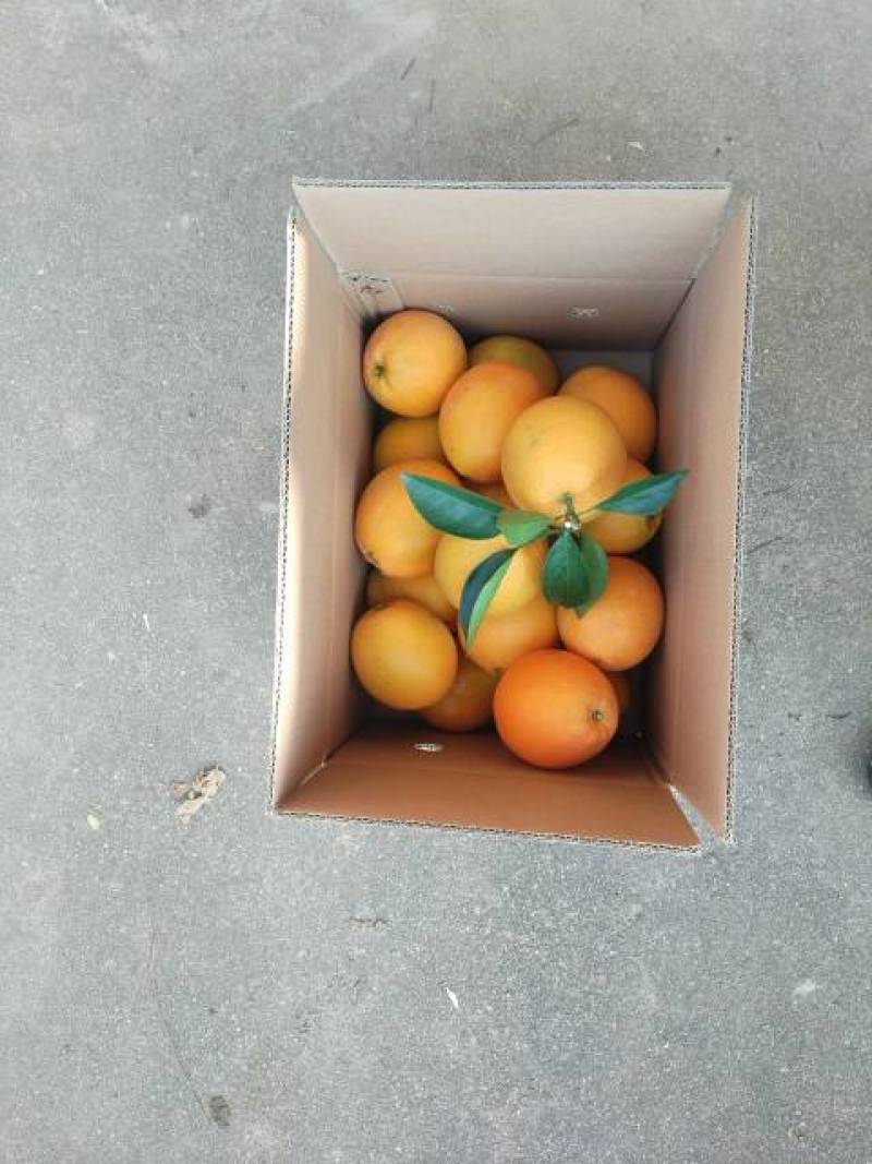 江西赣南脐橙