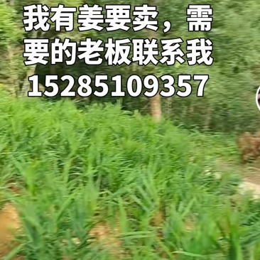 生姜
