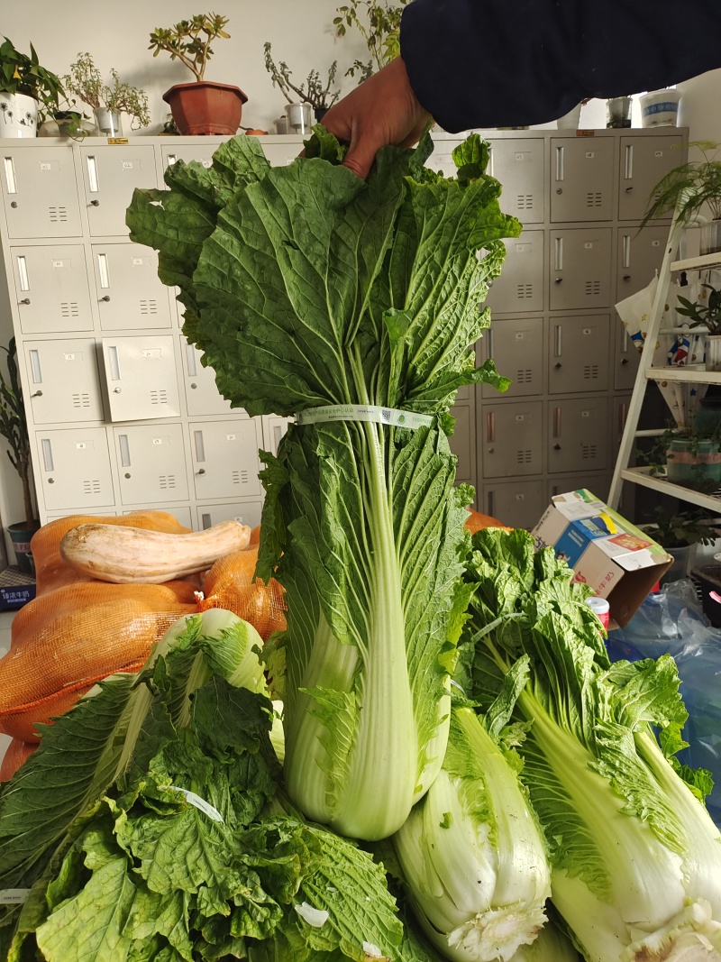 白菜