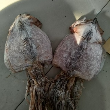 水发鱿鱼干淡干鱿鱼干