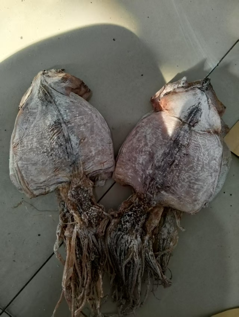水发鱿鱼干淡干鱿鱼干